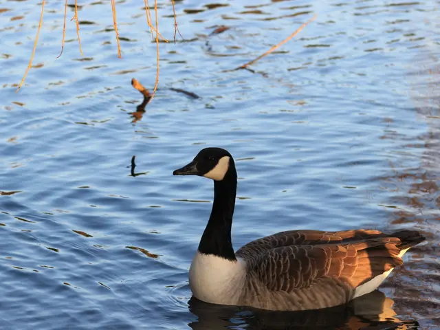 Duck-Race Winner Takes All: 29501 Emerges Swift, Claims iPad and €10,000 for Child Protection...
