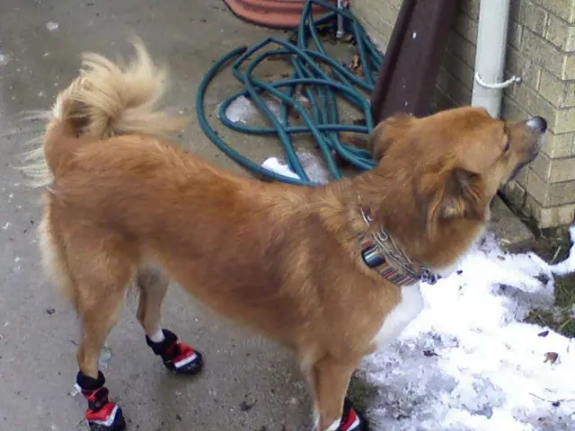 Dogecoin (DOGE) Forecast: Potential $0.31 Surge for Dogecoin as Bulls Fortify $0.21 Resistance...