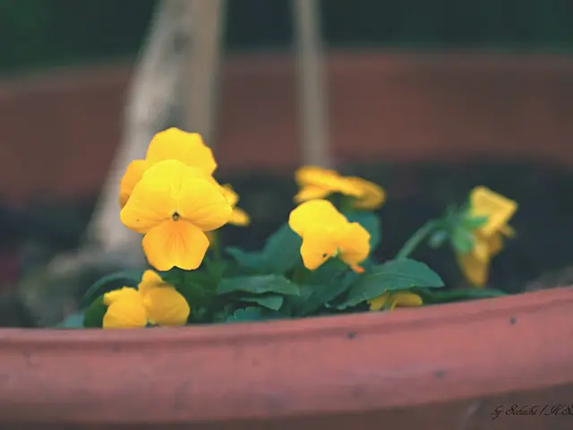 Targeted Attacks on Cancerous Growths with Precision Balls