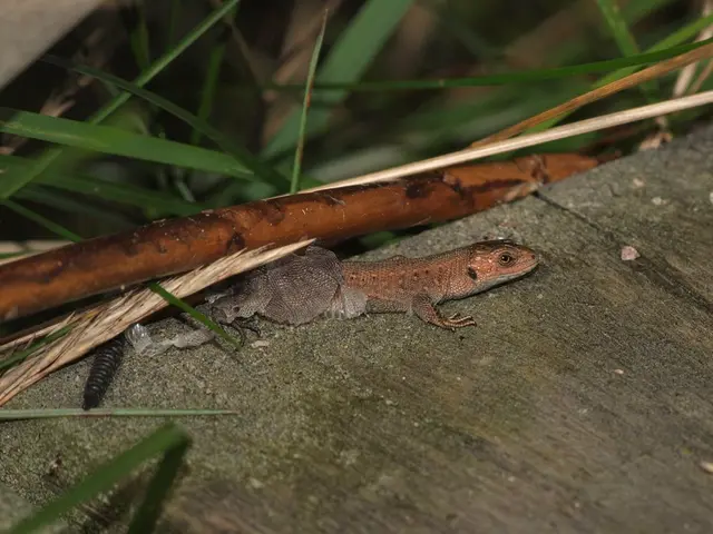 The Enigma of the Axolotl: Unveiling Its Mysteries