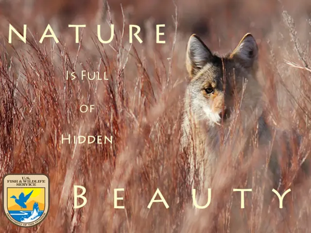 Startled Family's Vacation in Harz: Unimaginable Scene Unveiled in Their Backyard!