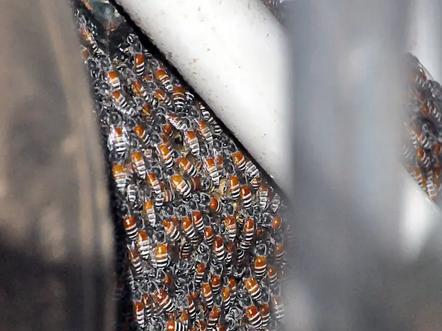 Transforms distressed bee colonies into flourishing apiaries, a woman's work