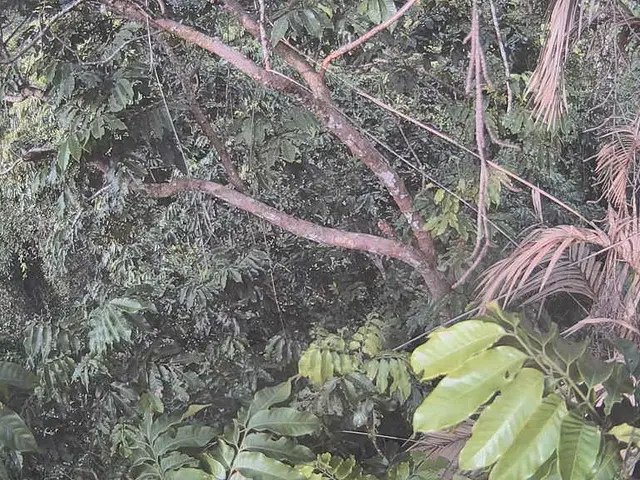 Expansion of palm oil development in Indonesia has been momentarily ceased by the court, however,...