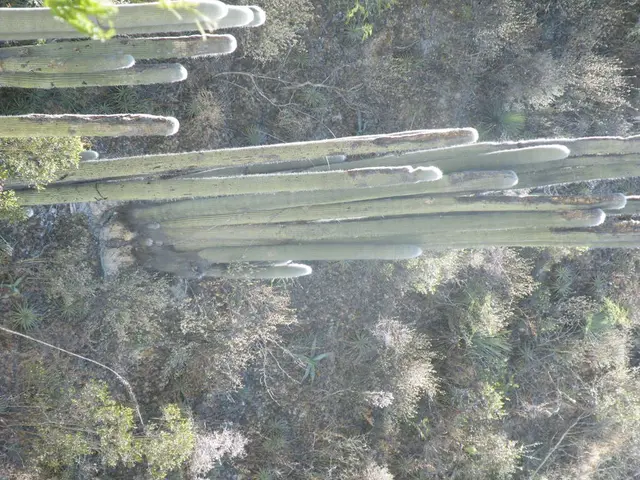 Enhanced Ecological Variety Boosts Agroforest Nutritional Reserves in Fiji