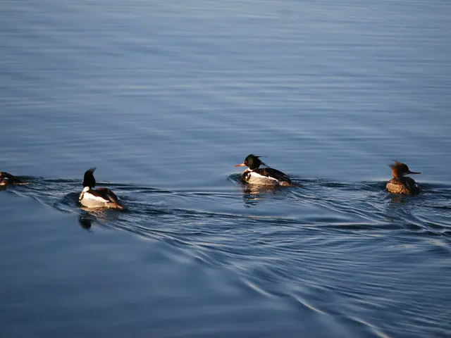 Strank elucidates the distinctions between Magritte and Pollock's artistic styles