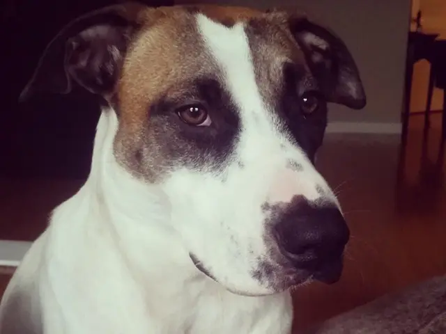 Contemporary soccer competitors bonded by their shared love for canines during Euro 2025