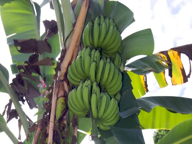 Strength Over Tranquility: BANANA Evolves, TON Erupts, NOT Remains Indifferent