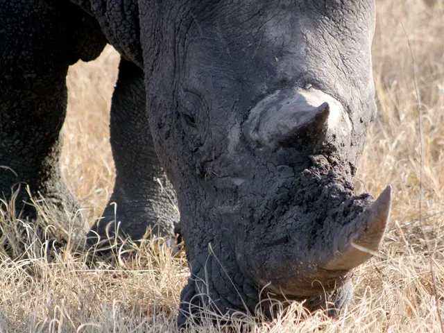 Habits and Identification of Groundhogs and Gophers