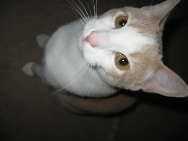 Unveiling Six Fundamental Details about Ginger Cats, Complemented by Two Additional Insights