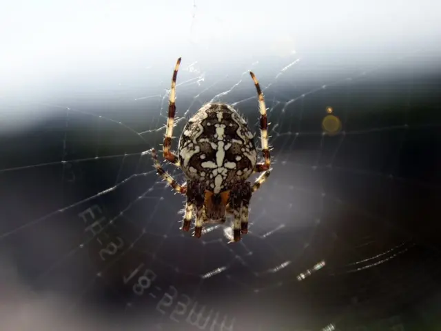 Timeless Camp Favorite: Madame Web Recap