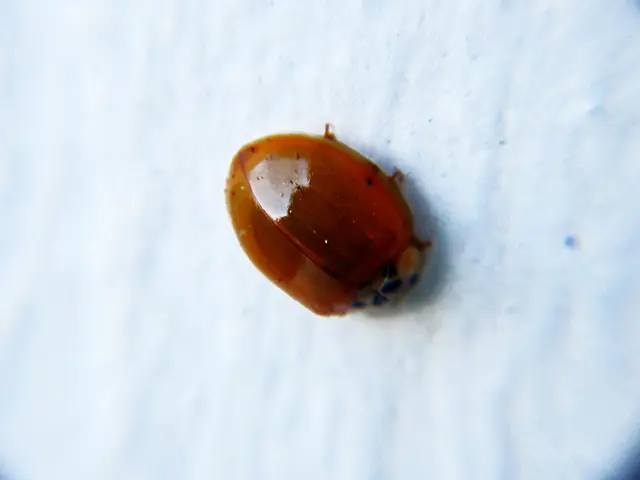 Government cybersecurity agency CISA issues alert following a critical vulnerability exploitation...