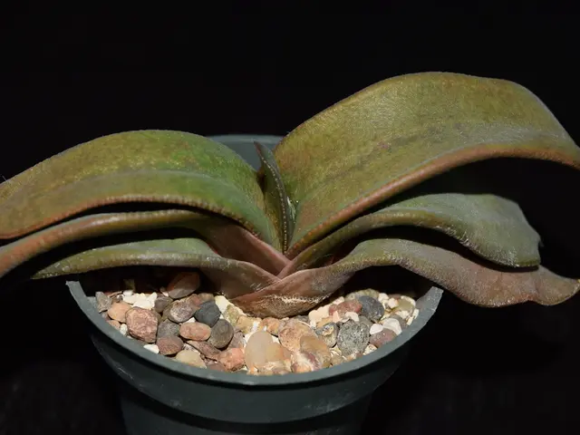 Transformation of Fortress Minerals' Malaysian Mining Operations by Metso HPGR Technology