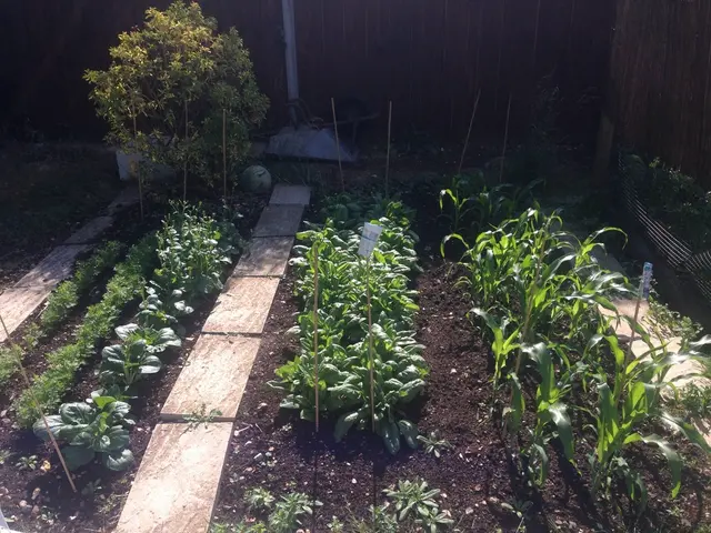 Guide for Transplanting Pussy Willows