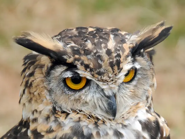 Launch of the 2026 Bird of the Year Voting Initiative