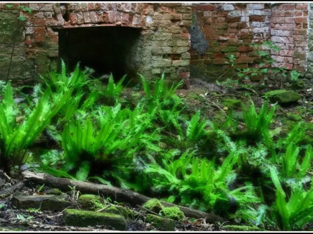 Earthquake Recovery Efforts Promising for Victims in Afghanistan