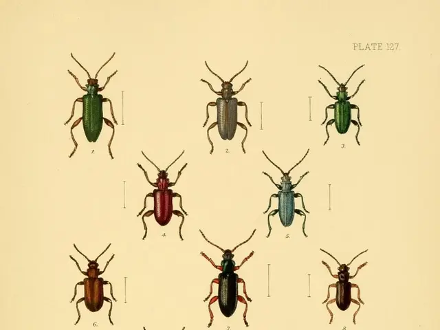 Japanese beetles pose a threat in the district of Groß-Gerau, issuing a warning to local residents.