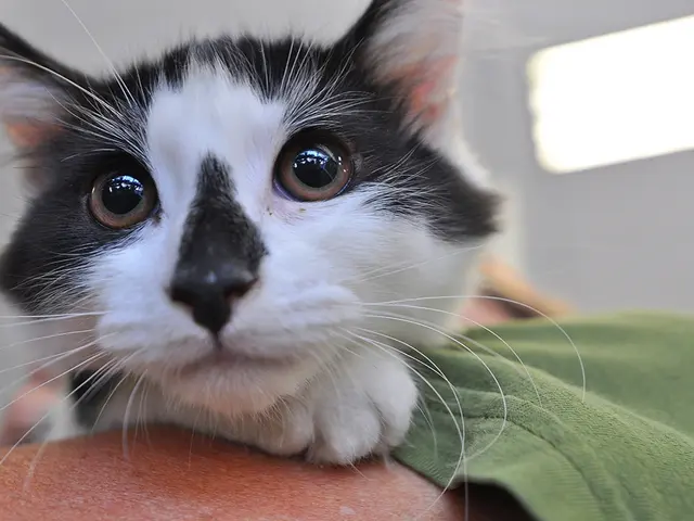 Feline phenomenon, Pudge the Cat, earns widespread fame and uplifts university football team...