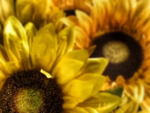 Sunflower and vegetable oils in your pantry: A look at their alleged health risks