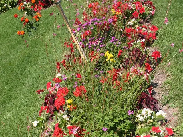 Explore the diverse plant life in a hay meadow located in Somerset, uncovering some of its unique...