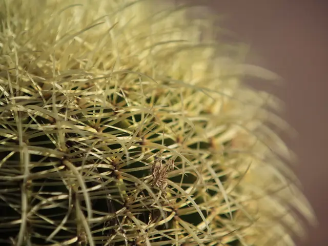 Falling Christmas Cactus Blooms: Uncovering the Causes Behind This Plant's Missing Flowers, as...