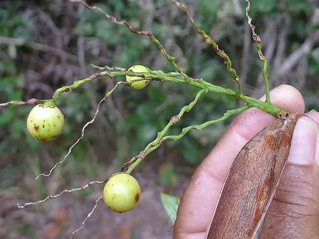 Cultivating Marijuana in Soil: A Simple Guide to the Process