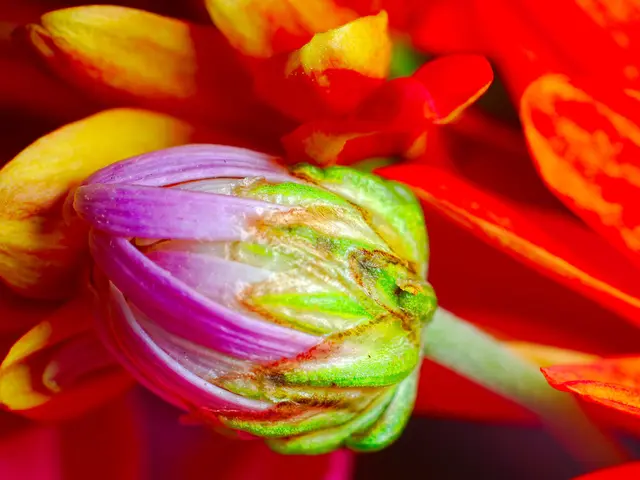 Significance of an Orange Aura