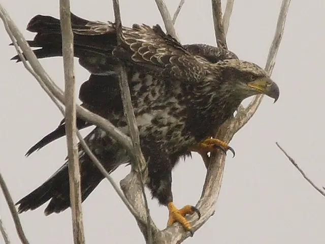 Forecast for Río Gallegos on September 4, 2025: What can we expect from the weather?