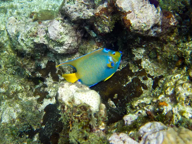 Showcasing the Spread of the Mauritius Oil Disaster