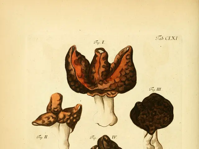 Guidelines for Secure Mushroom Foraging in Germany