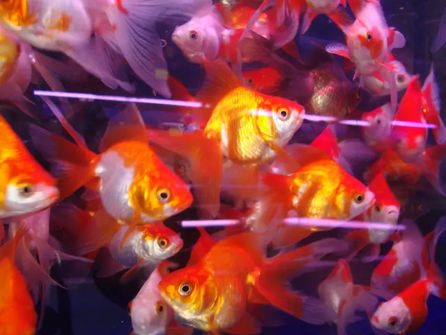 Essential Insights into the Oscar Fish: A Comprehensive Guide