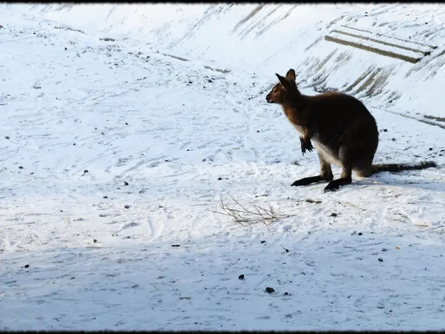 Australian Market Experiences Notable Upsurge