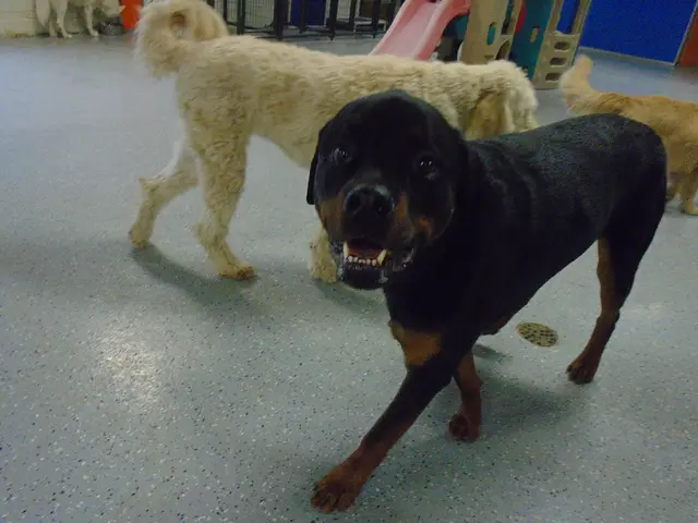 Discussing the topic of dewclaws in canine anatomy and whether they should be surgically removed in...