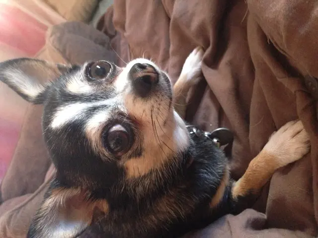 Addressing Canine Aggression: Solutions to Prevalent Behavioral Issues by a Veterinarian