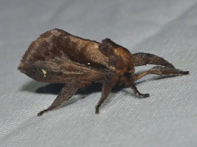 Lingering Ticks: Strategies to Steer Clear