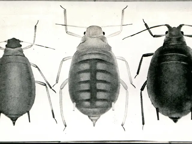 Identifying Water Bugs and Roaches: Which Pest Is Troubling Your Home?