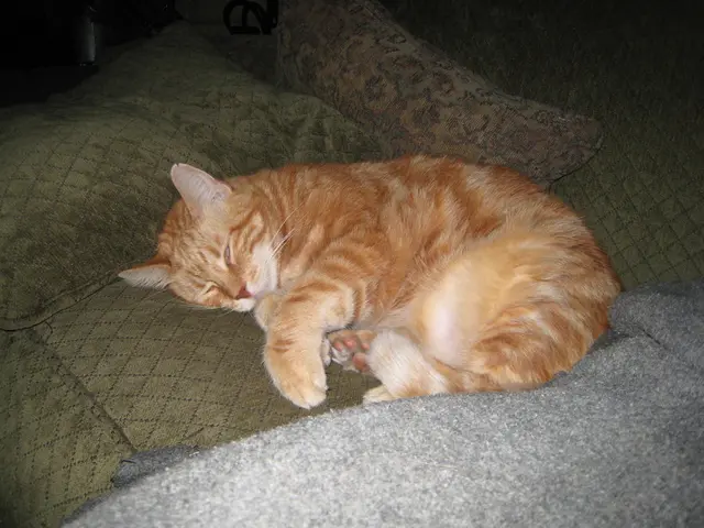 Feline Obsession: Why Does Your Cat Constantly Nap Between Your Legs?