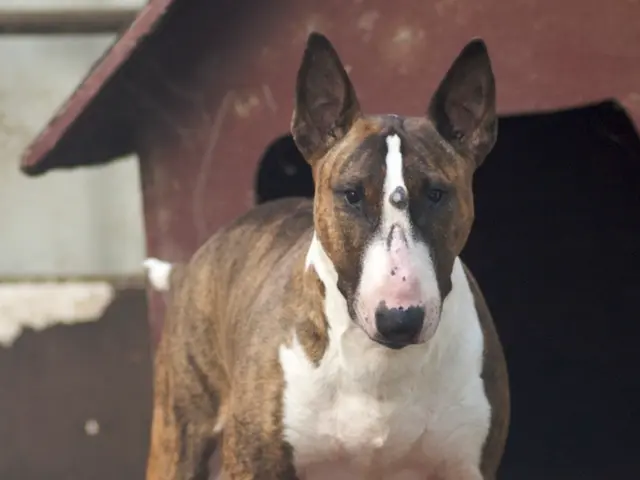 Stray Dog in Kötzting: Authorities Seek Owner for Lost Canine