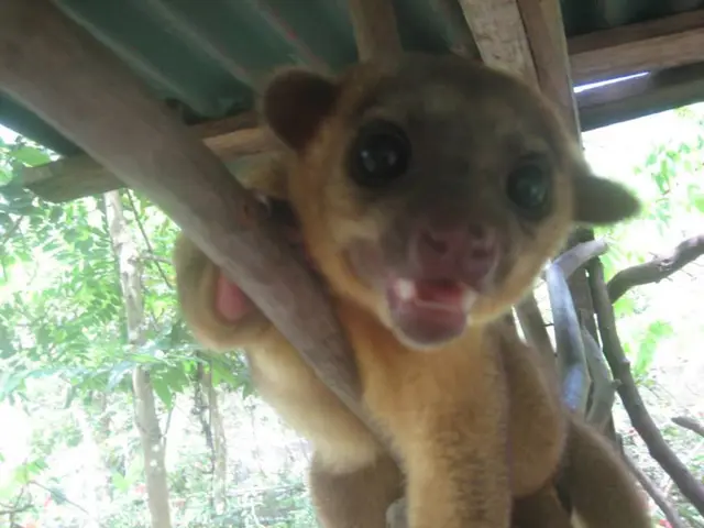 "Lotta, the birthday girl at age 9, was visibly emotional as she received her grand present"