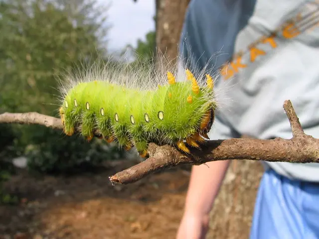Strategies for Deterring Oak Borer Beetles
