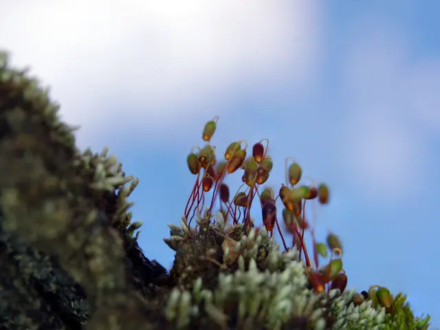 United Kingdom Secures Second Position in 2025 Astronomy Olympiad