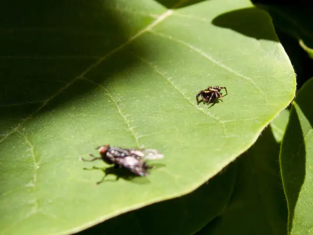 Expanded Potato Farming Area in Bavaria Faces Pest Threats