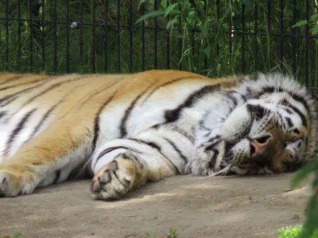 Cubs venturing into the outdoors at a wildlife enclosure