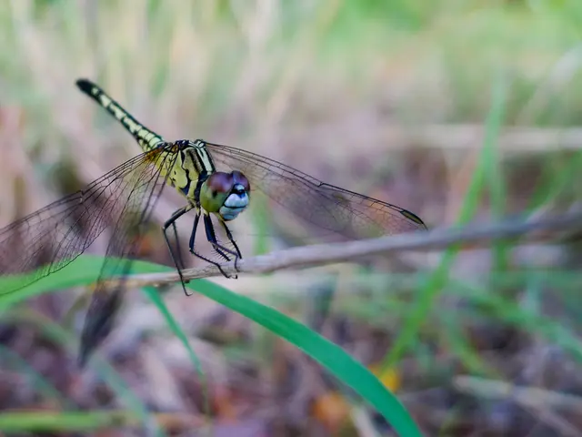 Striking the perfect equilibrium in modernizing a timeless relic, such as remaking Dragon Quest 1 &...