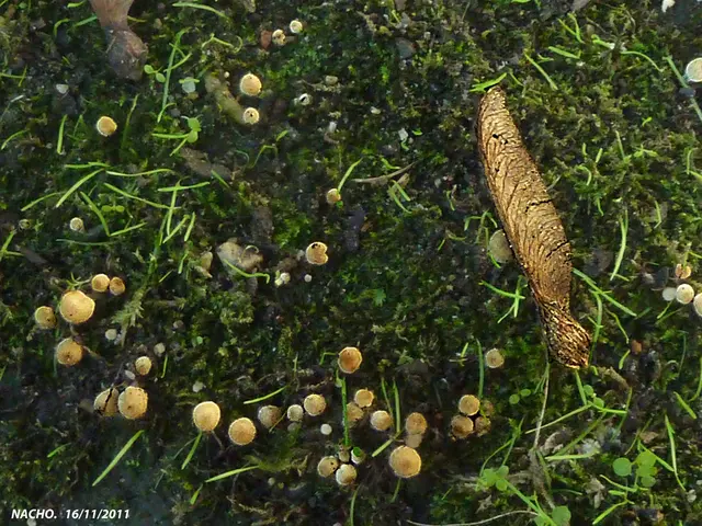 Agreement reached to boost AlUla's conservation objectives