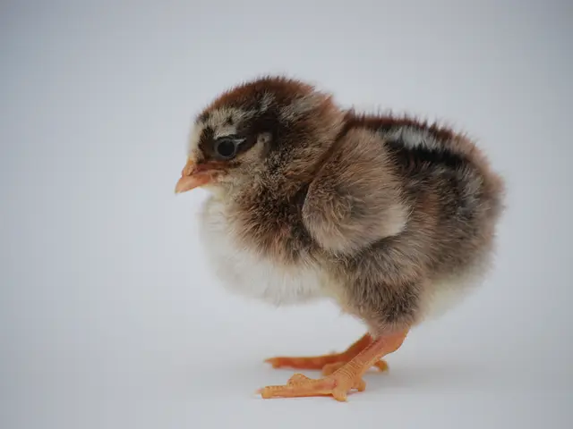 "Identifying and Showcasing 30 Species of Black and White Avian Life with Images"