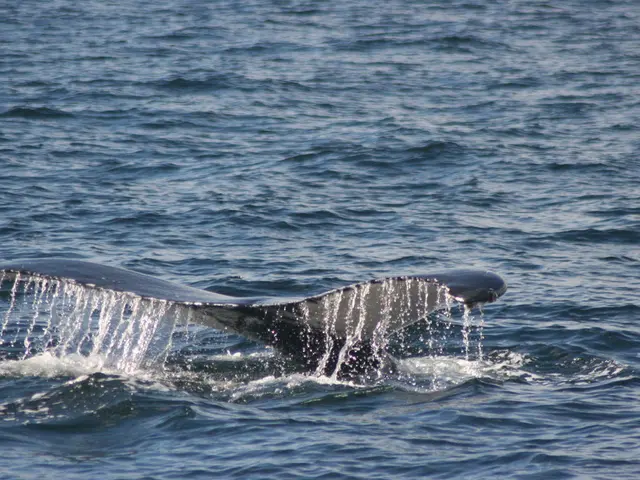 Massive Financial Loss for Whales: Trump-Linked Cryptocurrency WLFI Drops by 40%