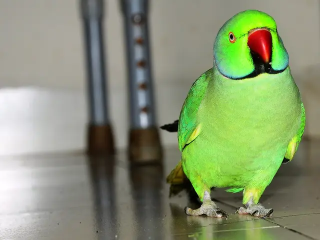 Disney's creators unveil a star-stealing animatronic parrot in the Beak and Barrel lounge
