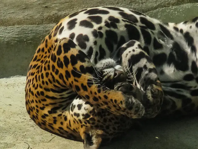 "Native Fauna" or "Indigenous Flora and Fauna"