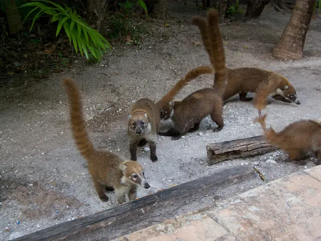 "Native Wildlife Species"