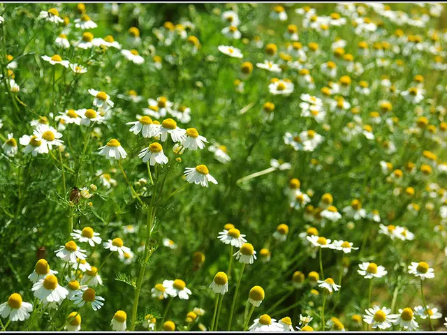 Northward thieves nabbed for blooming larceny